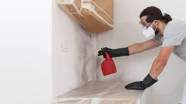 Professional Basement Mold Remediation technician working in Boston, GA