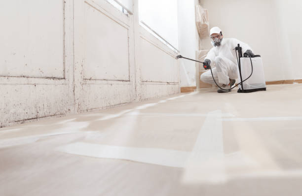 24/7 Emergency Basement Mold Remediation experts in Boston, GA