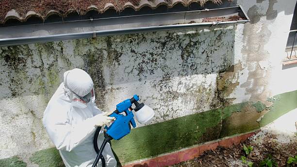 Top rated local Basement Mold Remediation specialists in Boston, GA